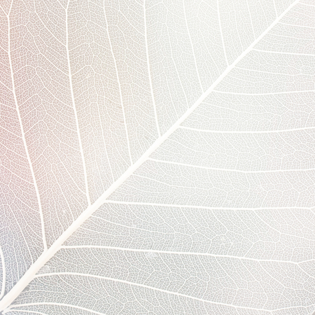 white silhouette of a leaf - abstract graphic backgroundの写真素材