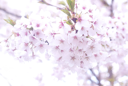 Spring Cherry blossoms, pink flowers - natural backgroundの写真素材