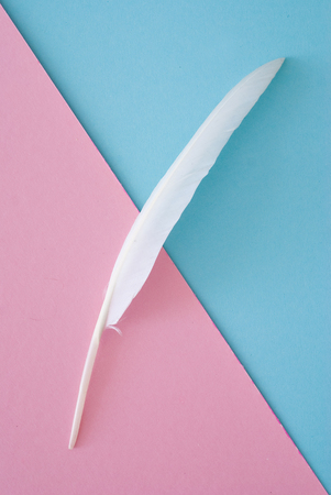 white feather on blue and pink paper background - trend colorsの写真素材