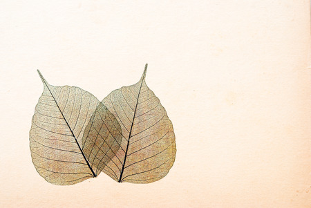 leaves - silhouette - elegant greeting cardの写真素材