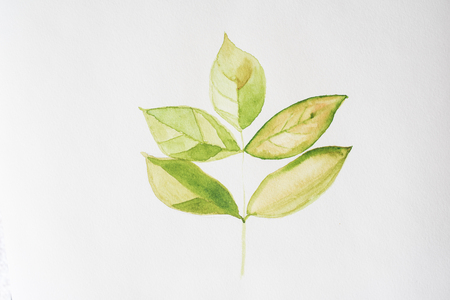 green hand painted leaf - watercolor on textured paperの写真素材