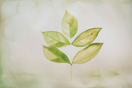 green hand painted leaf - watercolor on textured paperの写真素材
