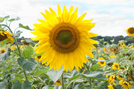 isolated yellow sunflower in a green gardenの写真素材