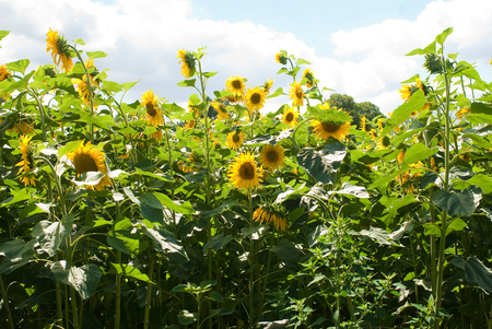 Yellow sunflower in a green gardenの写真素材