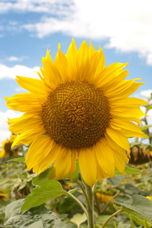 isolated yellow sunflower in a green gardenの写真素材