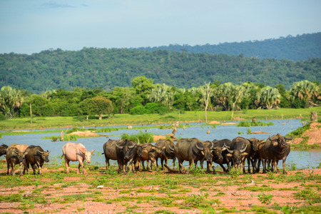 Crowd of buffalo on the field near the swampの写真素材