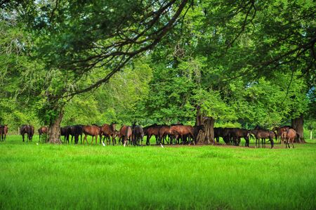 Crowd of horses in the green fieldの写真素材