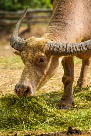 Buffalo eating grass.の写真素材