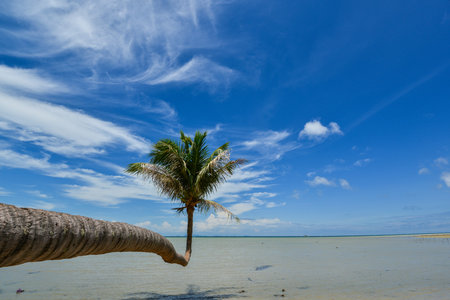 Strange coconut tree in clear blue sky with cloudの写真素材