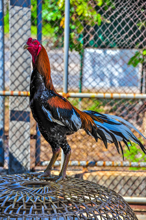 Fighting cock standing on the coopの写真素材