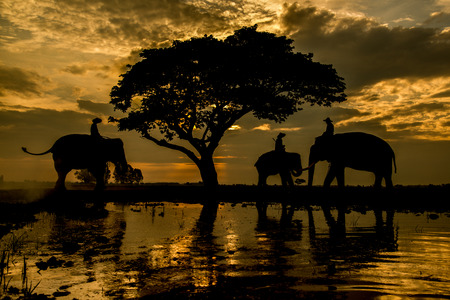 Elephants on working in early morning in rural province of Thailandの写真素材