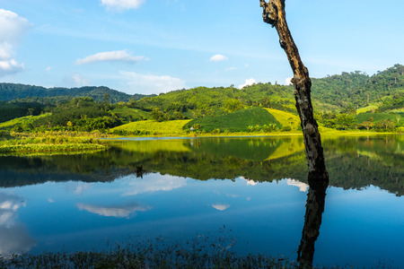 Dried trunk in swampwith clear reflection  in rural area of Thailandの写真素材