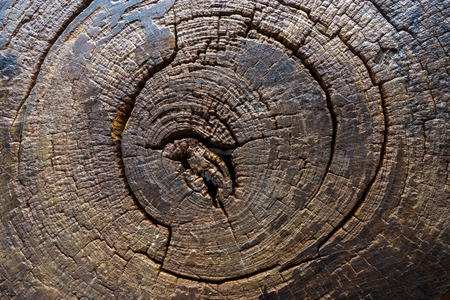 Closed up cross section of trunk to be chair or table.の写真素材