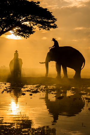 Elephants on working in early morning in rural of Thailandの写真素材