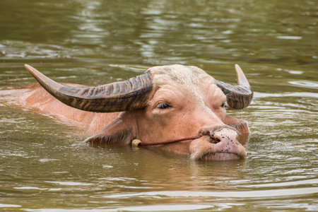 White buffalo in swamp in rural of Thailand