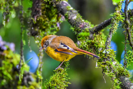 Bar-throated minla holding on branch in Inthanon national park of Thailandの写真素材