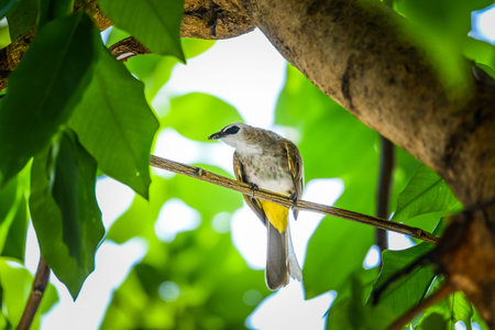 Yellow-vented Bulbul with small insect in its mouth holding on branchの写真素材