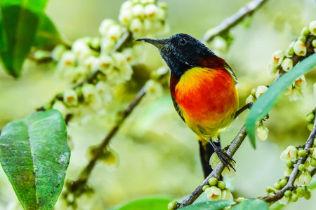 Male Olive-backed sunbird holding on branch