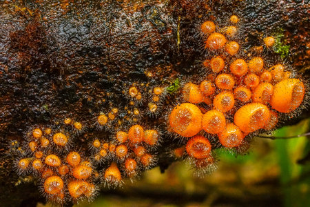 Group of hairy fungi in national park of Thailand