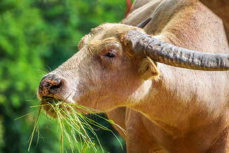 White buffalo eating grass in the field of rural people in countryside of Thailandの写真素材