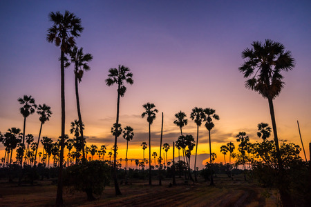 Silhouette sugar palm tree on rice farm during sunsetの写真素材