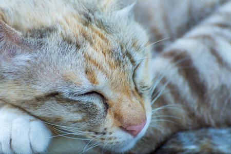 Closeup lovely striped catの写真素材
