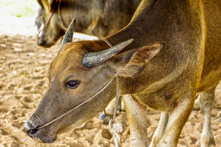 Closeup young brown buffalo in rural farmの写真素材