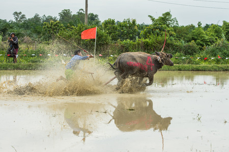 CHONBURI, THAILAND - JUNE 18, 2017: Buffaloes racing on rice farm, the annual event in Chonburi, Thailandのeditorial素材