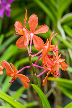 Orange orchid flower in flower plant selectively focus.の写真素材