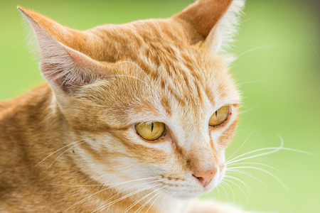 Couching down cute orange stripped cat with green blurred backgroundの写真素材