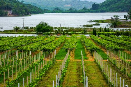 Grape farmland beside swamp in rural of Thailandの写真素材
