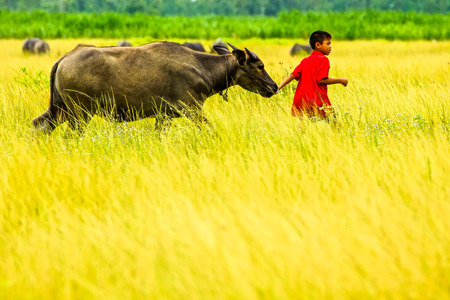 Red shirt boy leading a buffalo walking in rice farm in rural of Thailandのeditorial素材