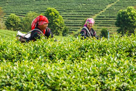 Chiangrai, Thailand - February 24, 2013: Hill Tribe women harvesting tea in the farm in rural of Chiangrai, Thailandのeditorial素材