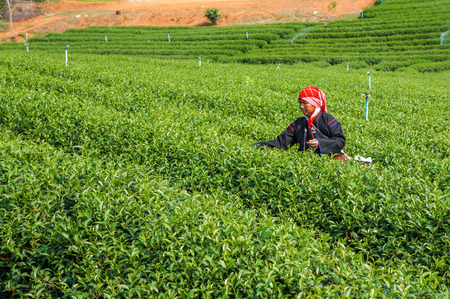 Chiangrai, Thailand - February 24, 2013: Hill Tribe woman harvesting tea in the farm in rural of Chiangrai, Thailandのeditorial素材