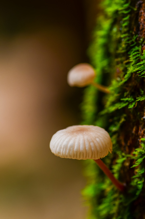 Small mushrooms grow on decayed tree trunk with green moss in national park of Thailnd, selectively focusの写真素材