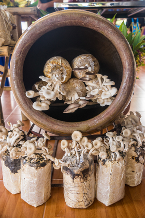 Mushroom cultivation in plastic bag and in large earthen jar, natural cultivation way in ruralの写真素材