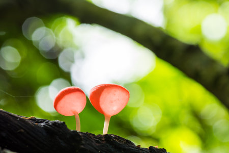 Beautiful red champagne mushrooms growing on decayed tree in rain forest during rainy season in national park of Thailandの写真素材