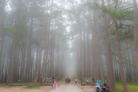 Chiangmai, Thailand - November 24, 2017: Tourists sightseeing at garden of pine trees at Suan Son Bo Kaew in Hot, Chiangmai, Thailandのeditorial素材