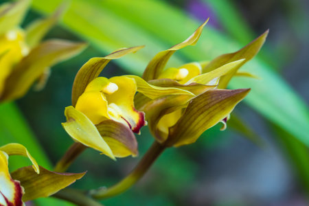 Beautiful yellow orchid with green leaf in garden