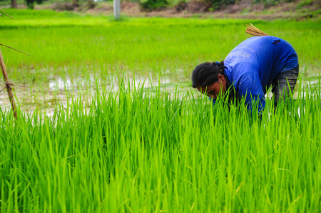 Sukhothai, Thailand - June 5, 2011: Farmer growing rice on farmland in Sukhothai, Thailandのeditorial素材