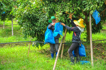 Sukhothai, Thailand - June 5, 2011: Farmers covering longan with plastic mesh bags to protect longan from bug in the farm in Sukhothai, Thailandのeditorial素材