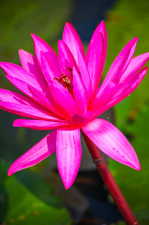 Beautiful pink lotus flower in lake of lotus in Udon Thani, Thailandの写真素材