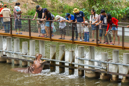 Chonburi, Thailand - March 13, 2016: Tourists on wooden bridge feeding food to hippopotamus opening mouth in swamp at zoo in Chonburi, Thailandのeditorial素材