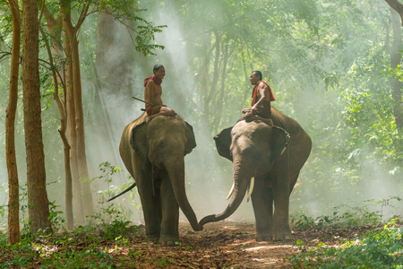 Surin, Thailand - June 25, 2016: Mahouts riding elephants walking on walkway in morning in forest in Surin, Thailandのeditorial素材