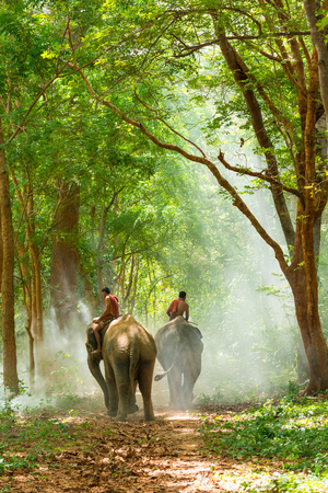 Surin, Thailand - June 25, 2016: Mahouts riding elephants walking on walkway in morning in forest in Surin, Thailandのeditorial素材