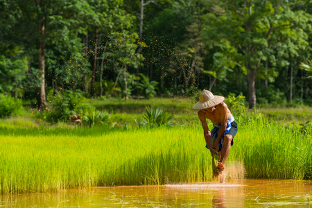 Sakonnakhon, Thailand - July 30, 2016: Farmer harvesting rice sprouts from small area farm to replant in rice farm in Sakonnakhon, Thailandのeditorial素材