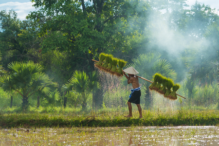 Sakonnakhon, Thailand - July 30, 2016: Farmer carrying dripping rice sprouts from small area farm to replant in rice farm in Sakonnakhon, Thailandのeditorial素材