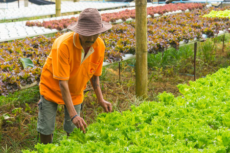 Uttaradit, Thailand - August 7, 2017: Farmer wearing hat harvesting vegetable in farm in Uttaradit, Thailandのeditorial素材