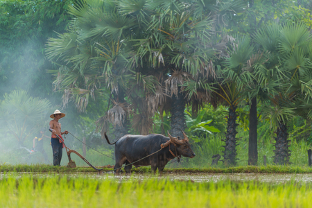 Sakonnakhon, Thailand - july 30, 2016: Farmer controlling buffalo to plow rice farm in rural of Sakonnakhon, Thailandのeditorial素材