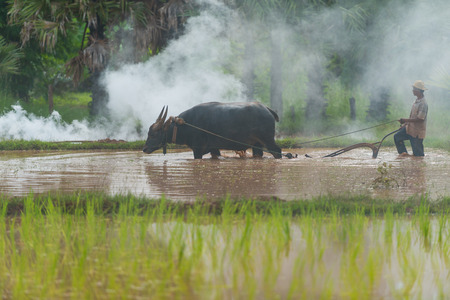 Sakonnakhon, Thailand - July 30, 2016: Farmer controlling buffalo to plow rice farm in rural of Sakonnakhon, Thailandのeditorial素材
